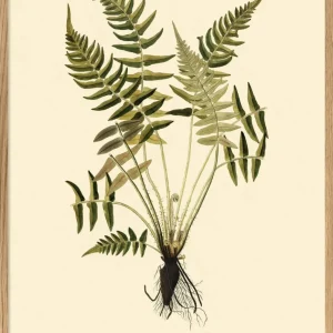 Bregne - Blechnum Occidentale 30x40, eikeramme