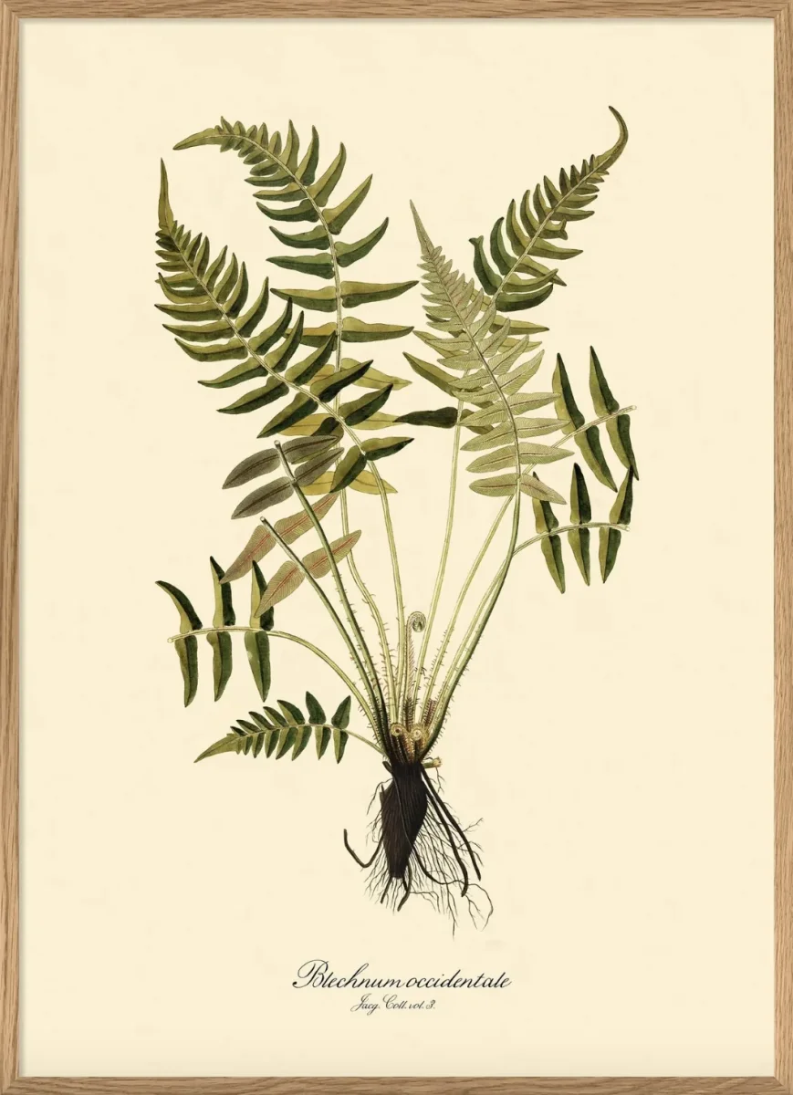 Bregne - Blechnum Occidentale 30x40, eikeramme - Image 2
