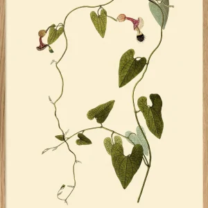 Aristolochia Babata