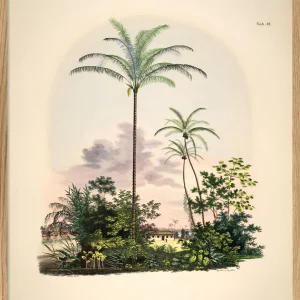 Astrocaryum Vulgare Cocos Nucifare