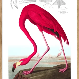 American Flamingo