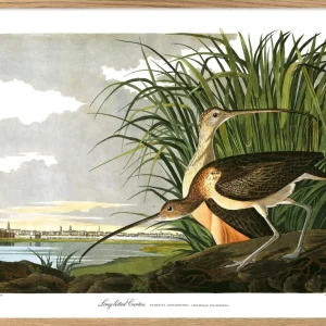 Long billed Curlew