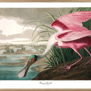 Roseate Spoonbill