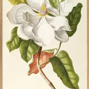 Magnolia