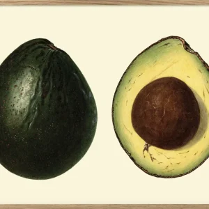 Avocado 30x40, eikeramme